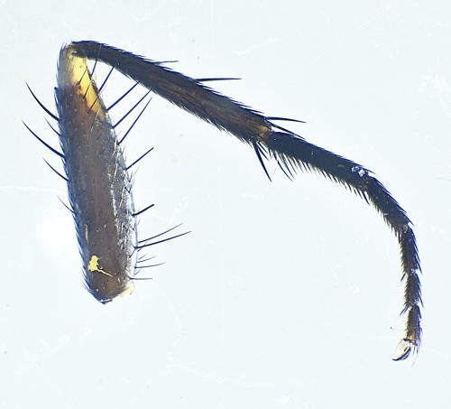 Stevenia sp.